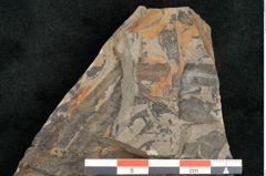 Foto (Detailansicht) von Taeniopteris lomariopsis Ettingshausen (NHMW-GEO-2024-0188-10323)